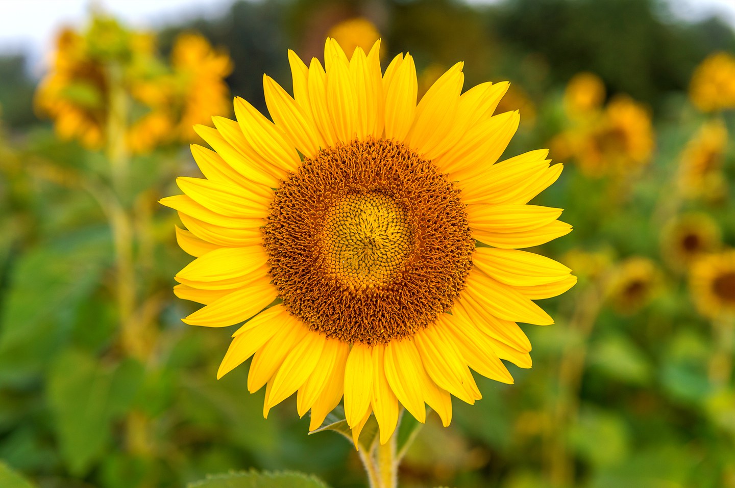 girasole in un campo