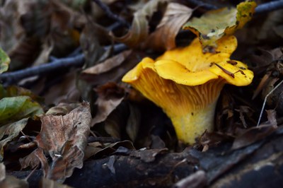 Esposizione di funghi di Pianura