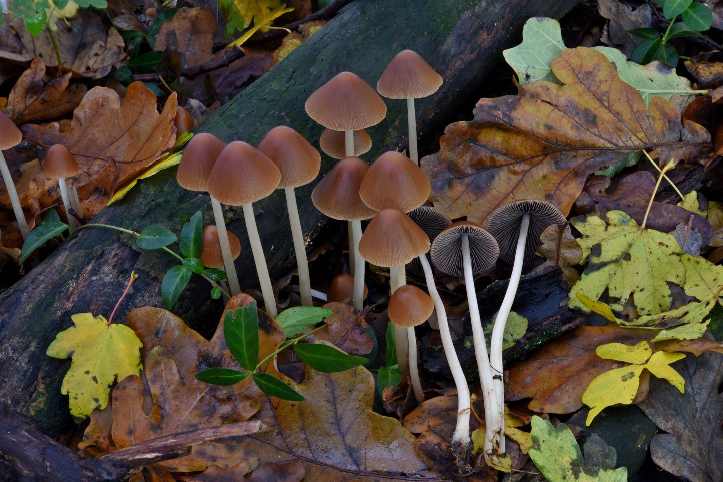 Psathyrella conopila