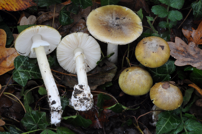 Amanita phalloides (Vaill. ex Fr.) Link