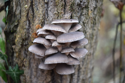 Pleurotus ostreatus (Jacq.) P. Kumm