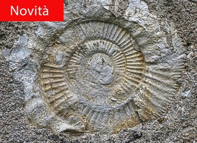 ammonite nella roccia