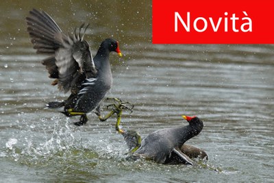 due gallinelle che si azzuffano sull'acqua